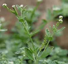 Image result for Euploca ovalifolia