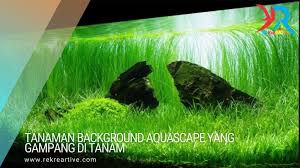 Kabar baiknya, ada banyak jenis tanaman low light untuk aquascape. Tanaman Background Aquascape Yang Gampang Di Tanam Rekreartive