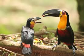 Reintroduced toucans are restoring Brazil's endangered forests