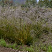 Image result for Sporobolus ioclados