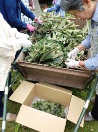 草木染め体験 千葉県いすみ環境と文化のさとセンター