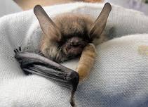 An evening all about Bats (September)