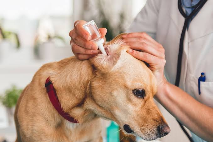 Pet ear infections: what you need to know - Best for Pet