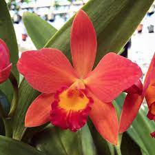 Logeesplants Mini Cattleya Orchid Aki Tori Has Vibrant Orange Blooms With Yellow Highlights In The Petals And A Yellow And Red Cattleya Orchid Orchids Plants