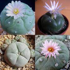 Lophophora williamsii, mescal, peyote, peyote, and other variations, is the famous magic cactus worshipped as a god by the native peoples of the however, surprisingly, it is not illegal to grow this in most northern countries. Deals On Seeds For Africa Peyote Cactus Lophophora Williamsii Seeds Cacti Succulents 5 Seeds Compare Prices Shop Online Pricecheck