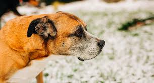 Even female boxers have more than enough skills to knock out an average man. Boxador Dog Information A Guide To The Boxer Lab Mix Breed