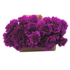 Carnation flowers for sale near me. Bulk Carnations For Sale Near Me Online Sam S Club Sam S Club
