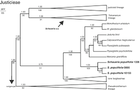 Image result for Monothecium glandulosum