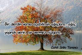 Agaclarla Ilgili Guzel Sozler Guzel Sozler Guzel Mesajlar Agac Guzel Soz Mesajlar