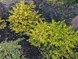 An outstanding variety producing dense foliage that matures to gold; Plants For Dallas Your Source For The Best Landscape Plant Information For The Dallas Ft Worth Metroplex Sunshine Ligustrum