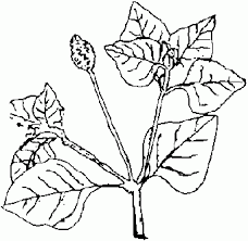 Image result for Aspilia africana