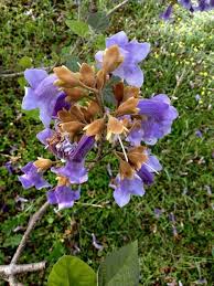 Image result for Cuviera tomentosa