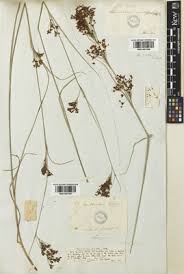 Image result for Rhynchospora holoschoenoides