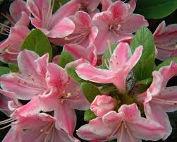 Image result for Polystachya kermesina