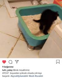 Aycat Kedi Tuvaleti Home Facebook