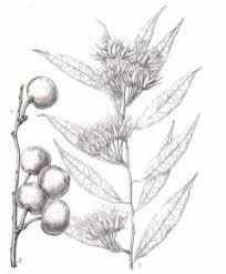 Image result for Pentadiplandra brazzeana