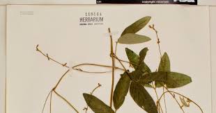 Image result for Teramnus uncinatus