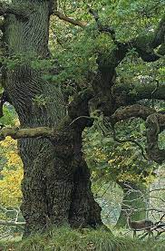 Alte Eiche Nature Tree Unique Trees Old Trees