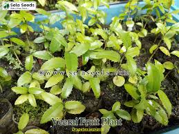 Image result for Drypetes gerrardii