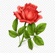 Rose is also the national flower of england. Pink Rose Png Image Single Rose Flower Images Free Download Hd Free Transparent Png Images Pngaaa Com