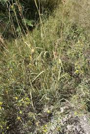 Image result for Cymbopogon caesius