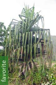 Image result for Panda oleosa