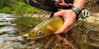 Best Trout Fishing in Idaho Including Brown Trout Fishing