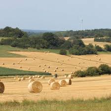 Der raps wurde und wird in deutschland üblicher weise ende juli / anfang august im mädruschverfahren geerntet, natürlich in abhängikeit von sorte und witterung. Viel Weizen Wenig Raps Vogelsbergkreis
