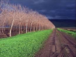 תוצאת תמונה עבור תמונה קיבוץ גונן