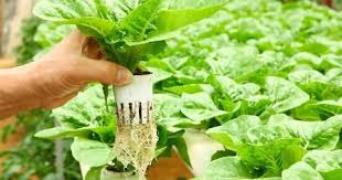 We did not find results for: Hidroponik Pengertian Manfaat Sistem Media Tanam Dan Jenis Tanaman Kajianpustaka Com