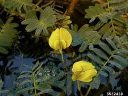 Image result for Aeschynomene fluitans