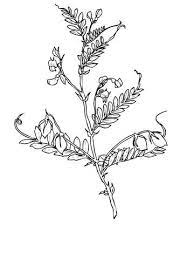The lentil (lens culinaris or lens esculenta) is an edible legume. Pin On Happy Bean Day