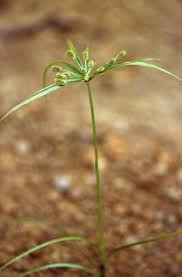 Image result for Cyperus mollipes