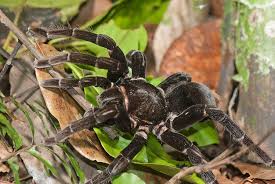 Wildlife Guide Tarantula Tambopata Peru Rainforest