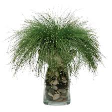 Image result for Isolepis sp.no.1