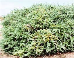 Image result for Atriplex halimus