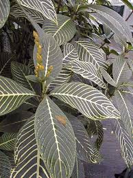 Image result for Sanchezia speciosa