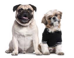 Maybe you would like to learn more about one of these? Puppies For Sale In Georgia Adoptapet Com