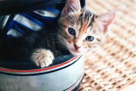 Some people think cats used to live longer. Nasopharyngeal Polyps A Tricky Airway Problem In Cats Criticalcaredvm
