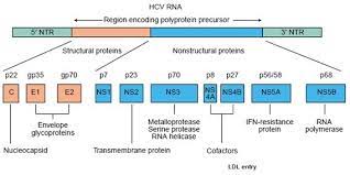 Risk of immune thrombocytopenic purpura and autoimmune hemolytic anemia among 120 908 us veterans with hepatitis c virus infection. An Overview Of Hcv Molecular Biology Replication And Immune Responses Virology Journal Full Text
