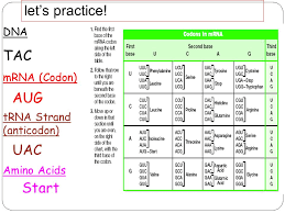 How Is Rna Different From Dna Rna Ribonucleic Acid Ppt