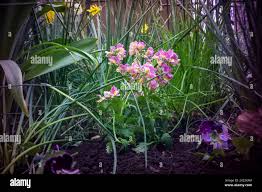 Image result for Nesaea schinzii