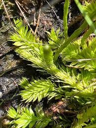 Image result for Lycopodiella caroliniana