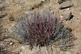Image result for Kleinia longiflora