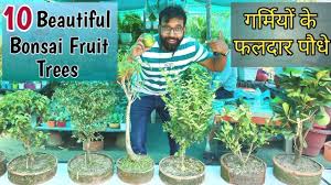 10 Most Beautiful Bonsai Fruit Trees Summer Popular Fruiting Trees In India Bonsai Youtube
