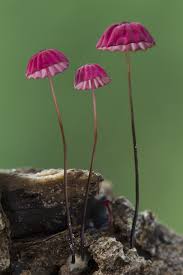 Image result for Marasmius opacus