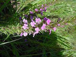 Image result for Muraltia