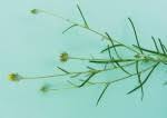 Image result for Hirpicium gracile