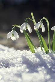 Flowers that bloom in spring and summer. 16 Best Winter Flowers Prettiest Flowers That Bloom In Winter