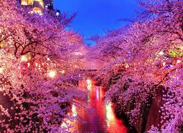 Sakura Meguro River Nakameguro Tokyo Cherry Blossom Wallpaper Scenery Wallpaper Spring Wallpaper